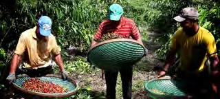 Café Apuí Coop