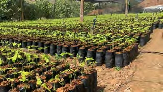 Genera Bioeconomia