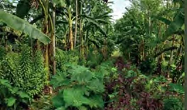 Horta da Terra